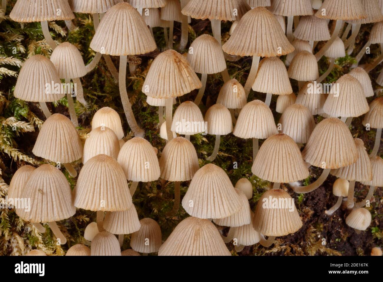 Fairies' bonnets (Fairy inkcap) fungi (Coprinellus disseminatus) clump on a  rotting tree trunk, Gloucestershire, England, United Kingdom, Europe Stock  Photo - Alamy