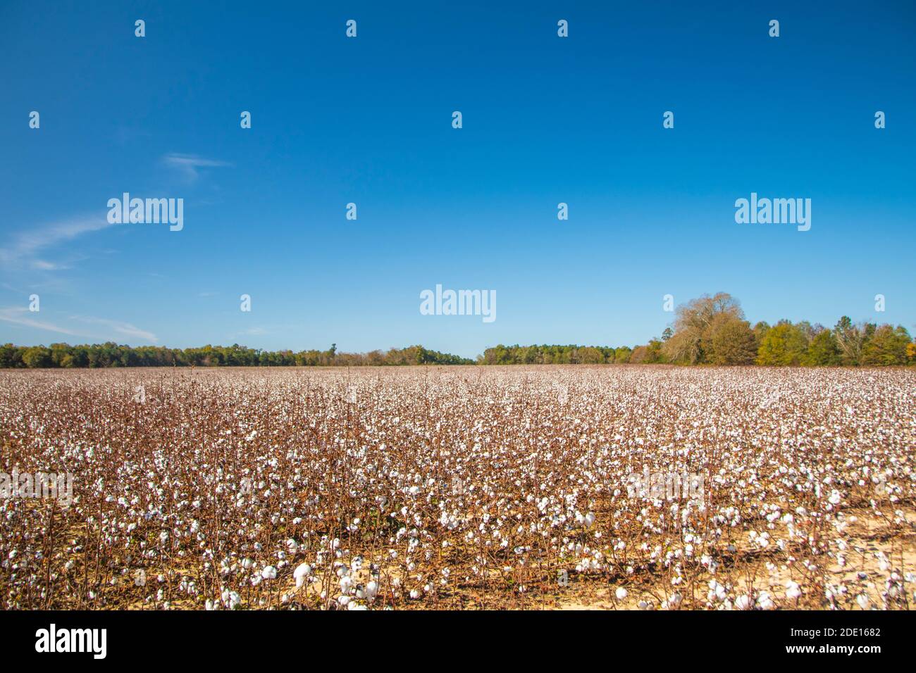 White Cotton plants on a cotton farm in rural during the Fall