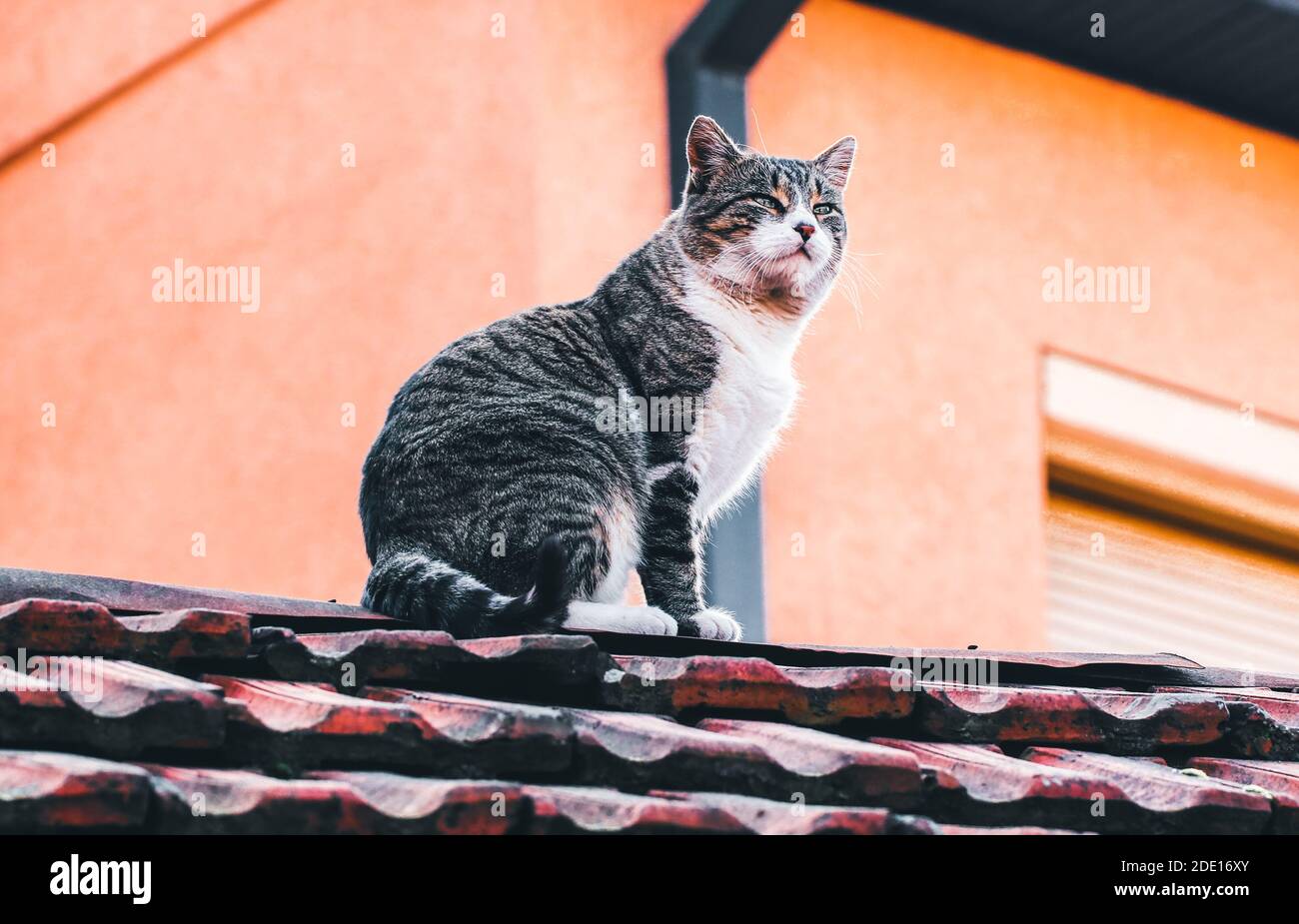 A cat sitting on the roof Stock Photo - Alamy