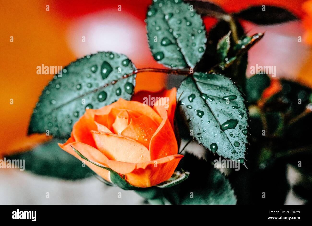 Light orange rose hi-res stock photography and images - Alamy