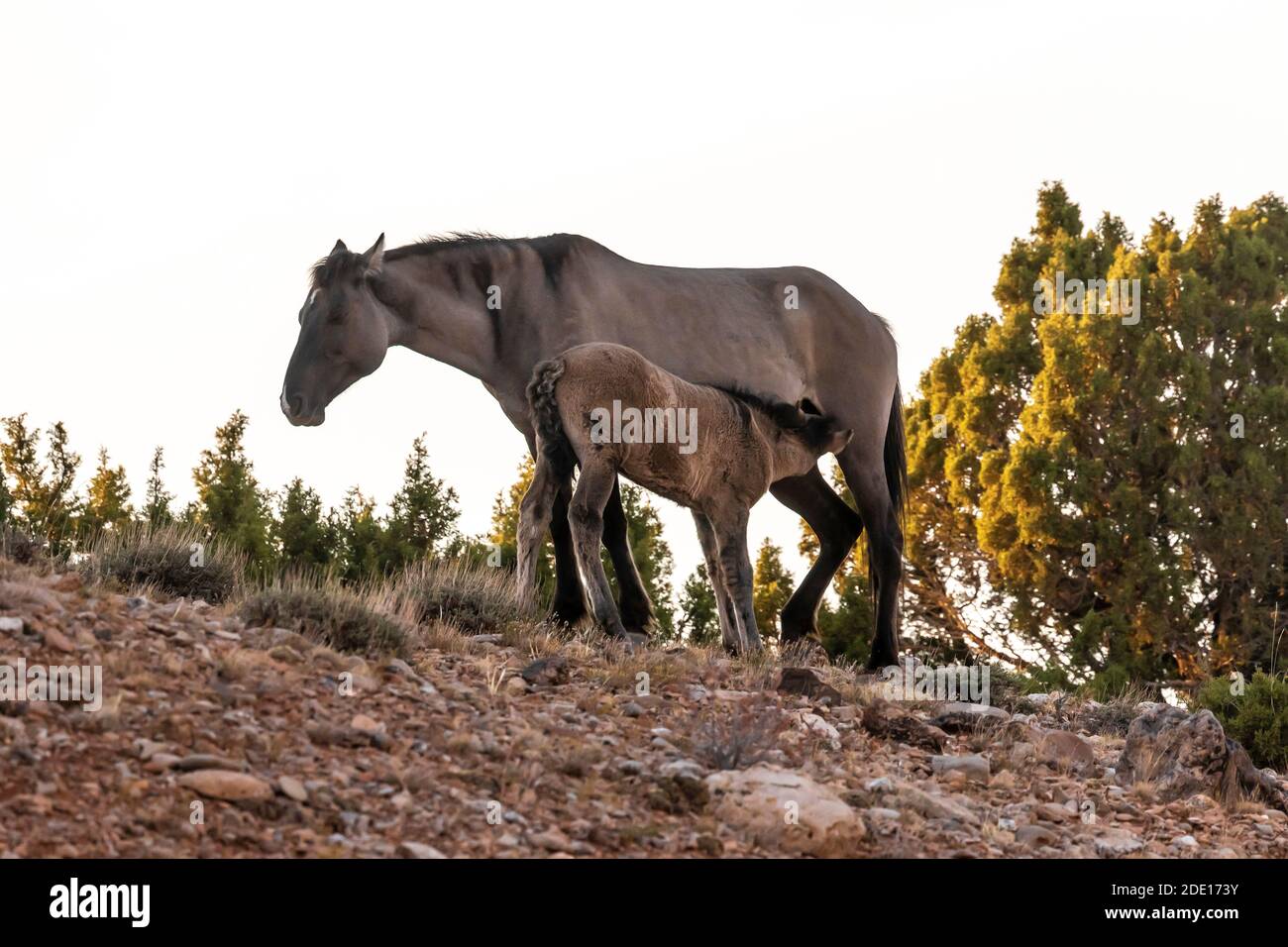 Wild Horses, Equus ferus caballus, mare with foal nursing, of the Pryor Mountain Wild Horse Range herd, are seen in Bighorn Canyon National Recreation Stock Photo