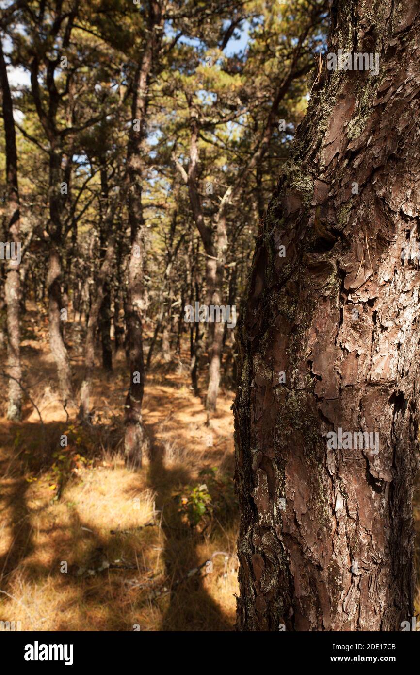 A stand of native pitch or scrub pines on Cape Cod, Massachusetts. Stock Photo