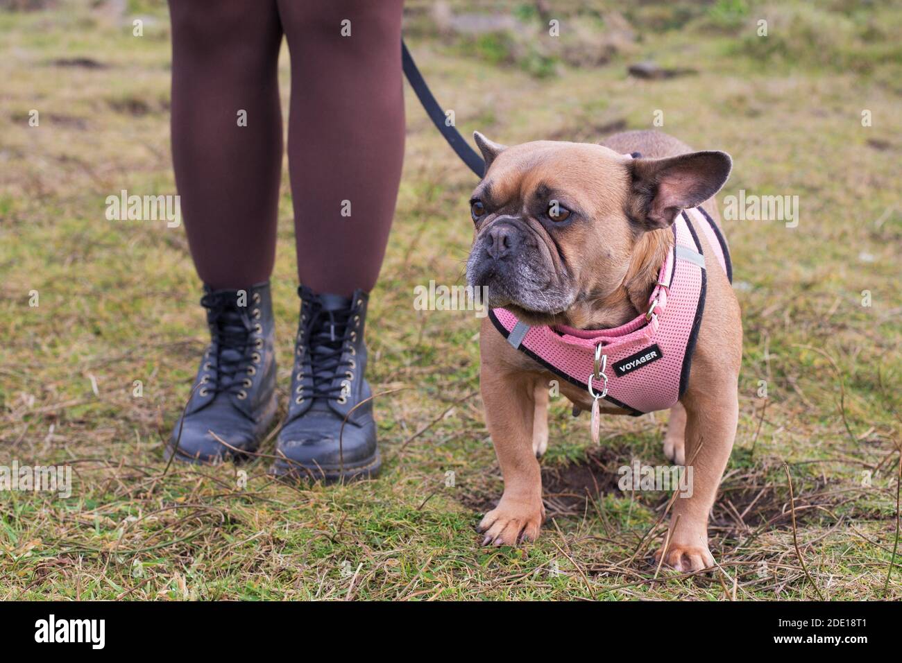 A french bulldog standing next to a woman wearing tights and boots. Stock Photo