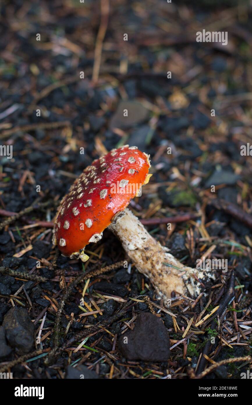 Amanita muscaria or fly agaric mushroom. Stock Photo