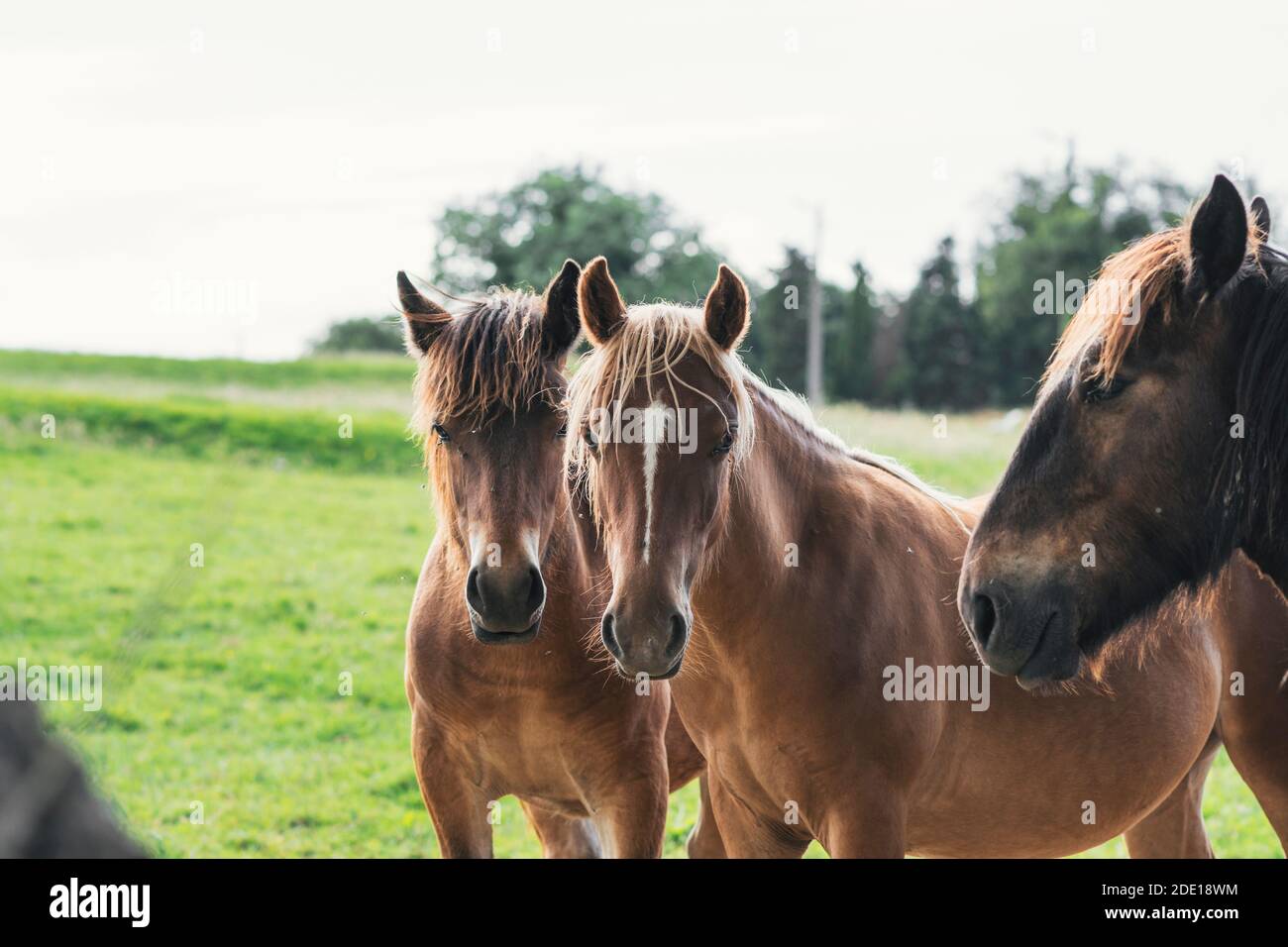 Group black horses galloping hi-res stock photography and images - Alamy