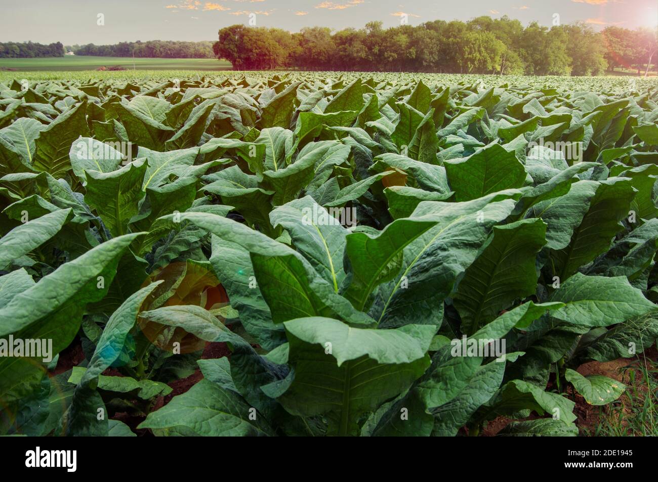 best tobacco pipe brands Pipe Tobacco Online - Top 10 Lists Of The Best To Smoke