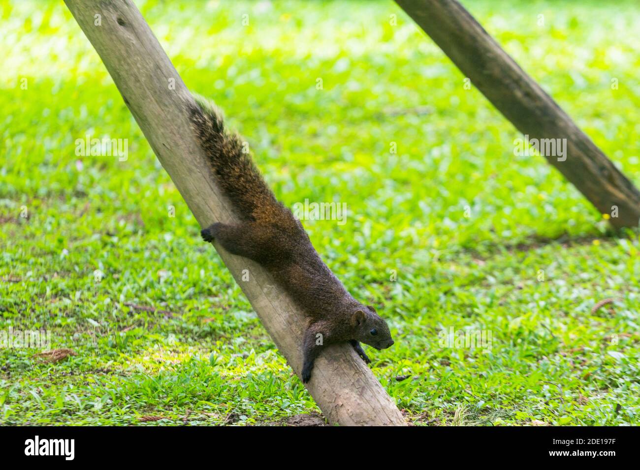 A squirrel found at the Chiang Kai-shek Memorial Hall Park in Taipei, Taiwan Stock Photo