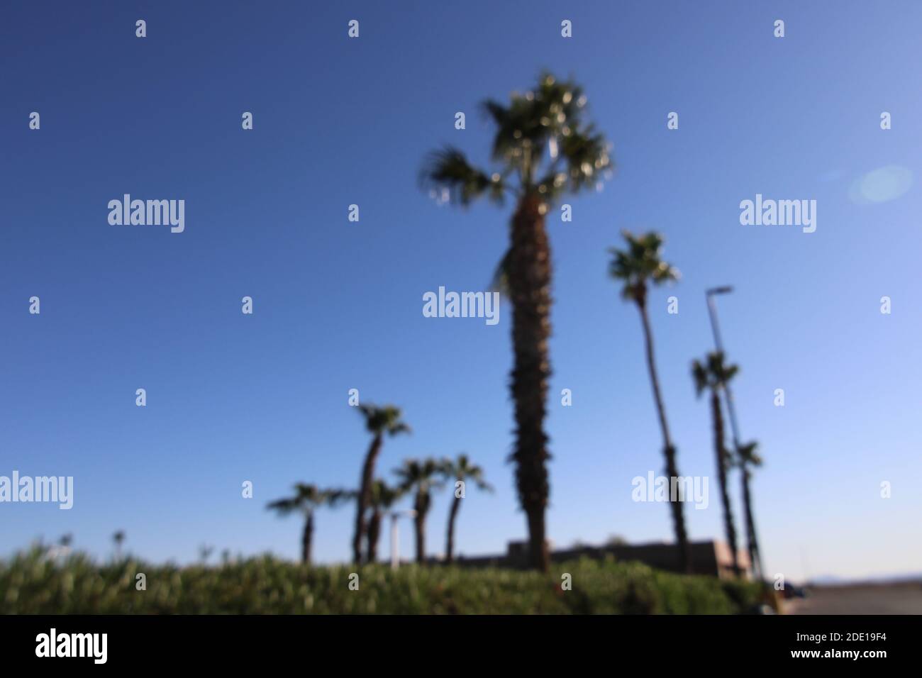 Desert Palm Trees Stock Photo Alamy Desert Palm Trees Stock Photo Alamy