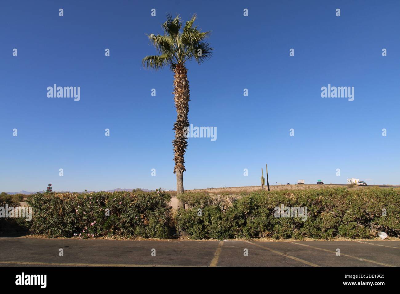 Desert palm trees. Stock Photo