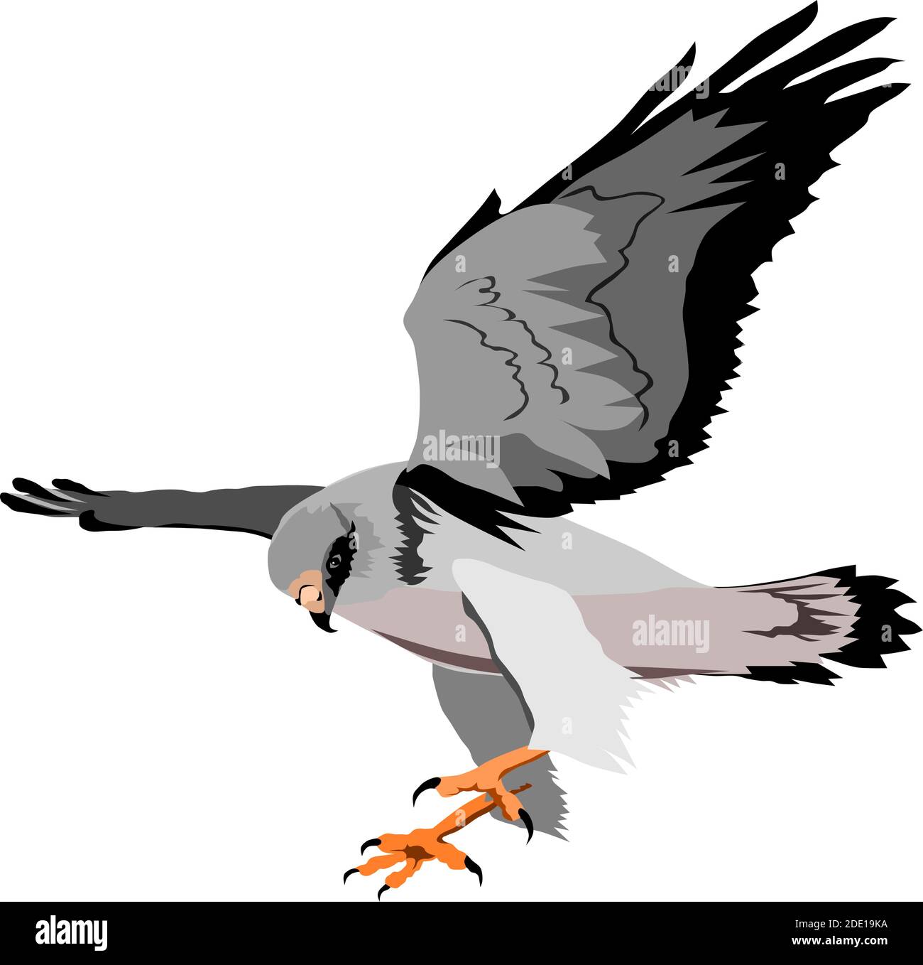 Vector of an eagle in flight Stock Vector Image \u0026 Art - Alamy, image size:1300x1358