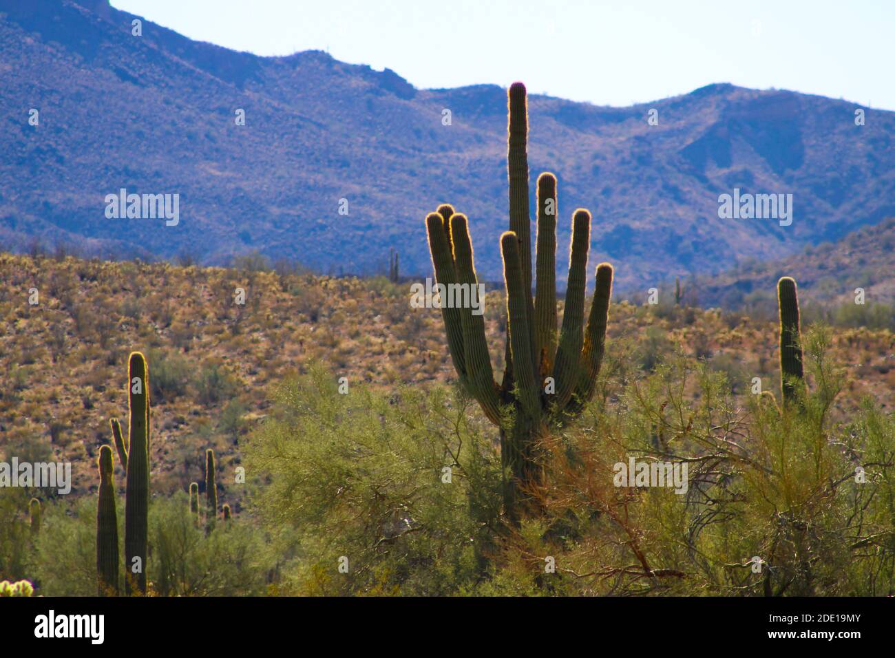 Cactus in the desert of Arizona Stock Photo - Alamy
