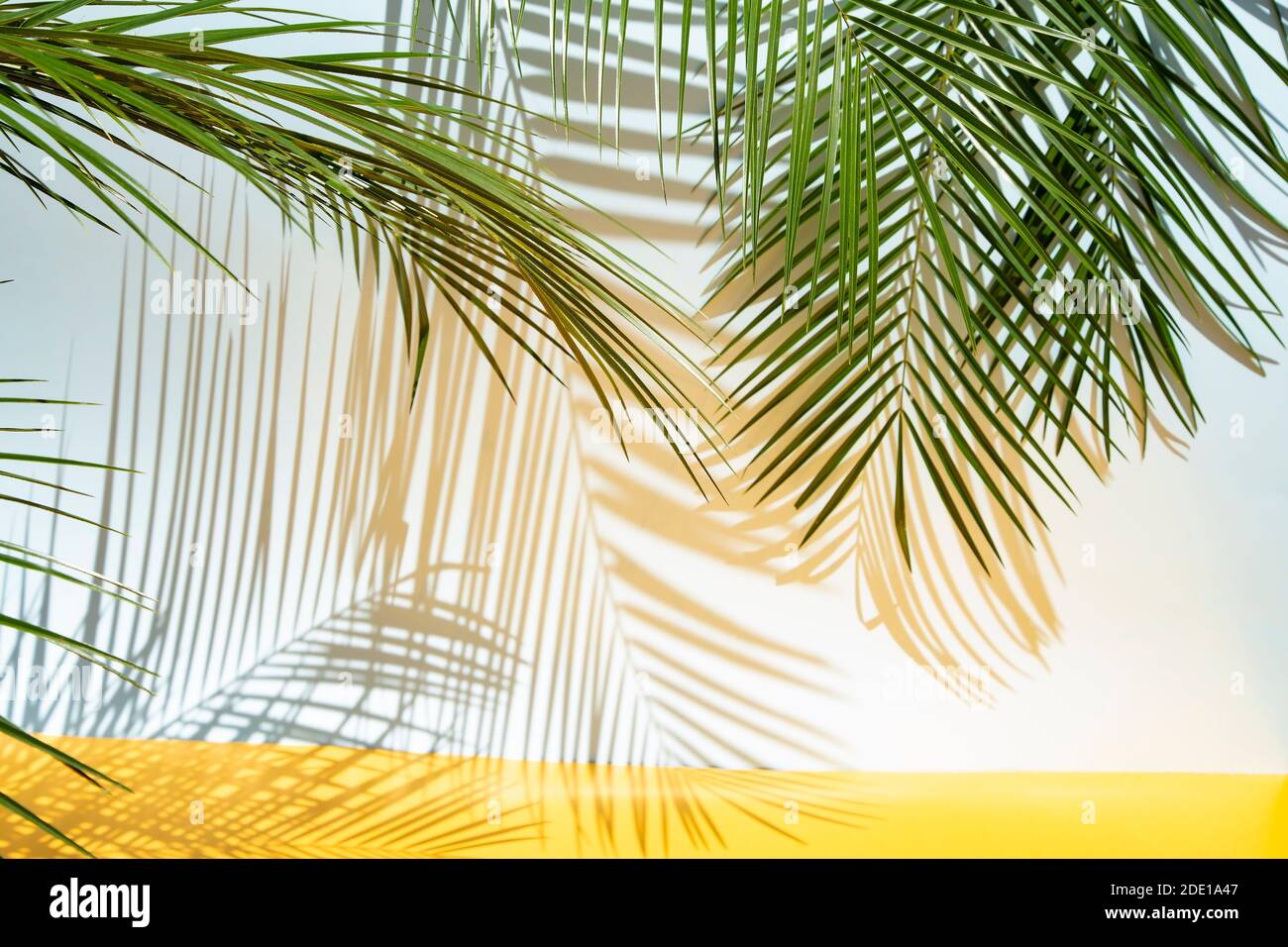 Palm leaves on blue background in sunlight Stock Photo