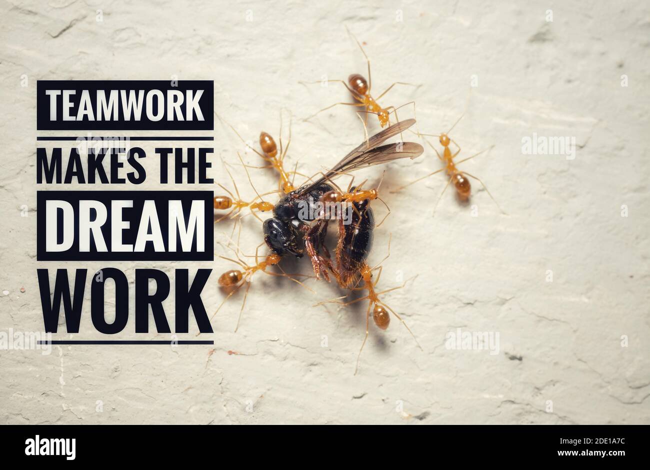 TEAMWORK MAKES THE DREAM WORK text and group of ants on plain background. Motivation and Quotes Concept Stock Photo