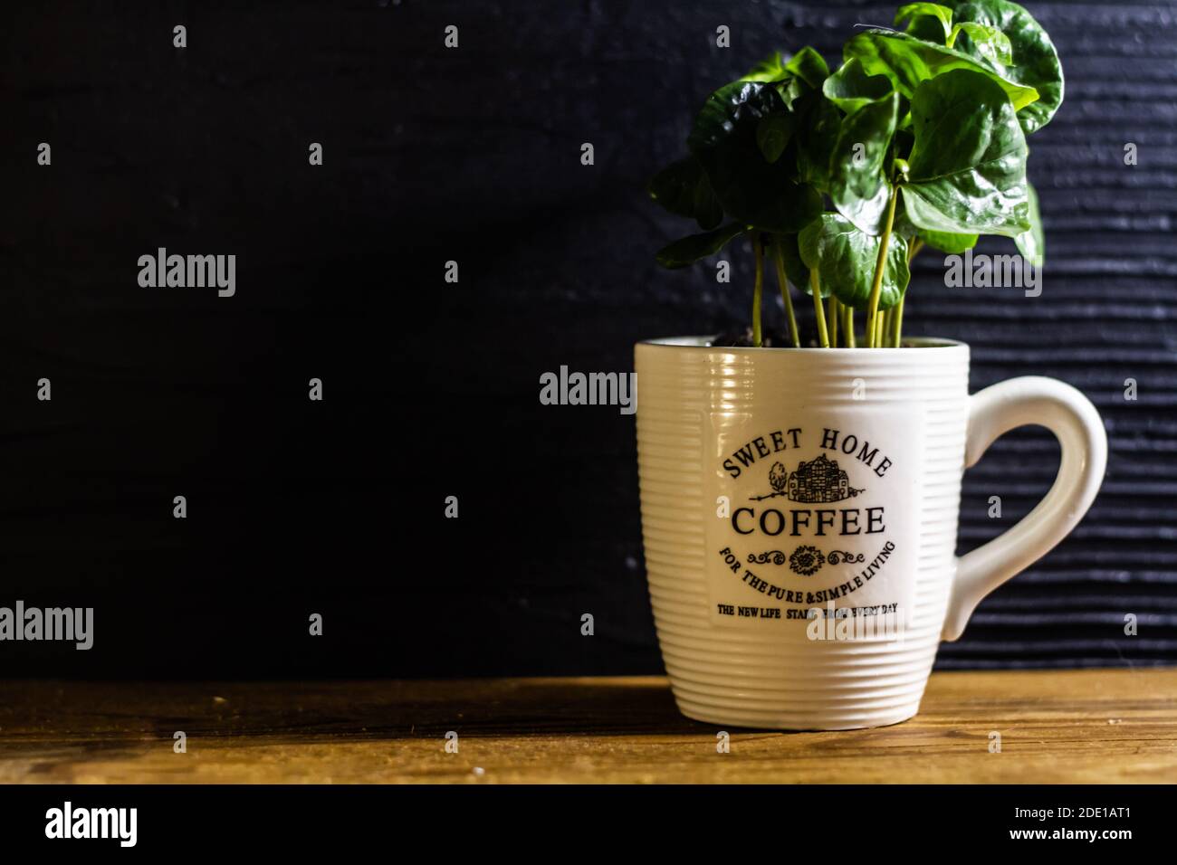 Coffee green plant growing in a coffee cup pot front view on wooden ...