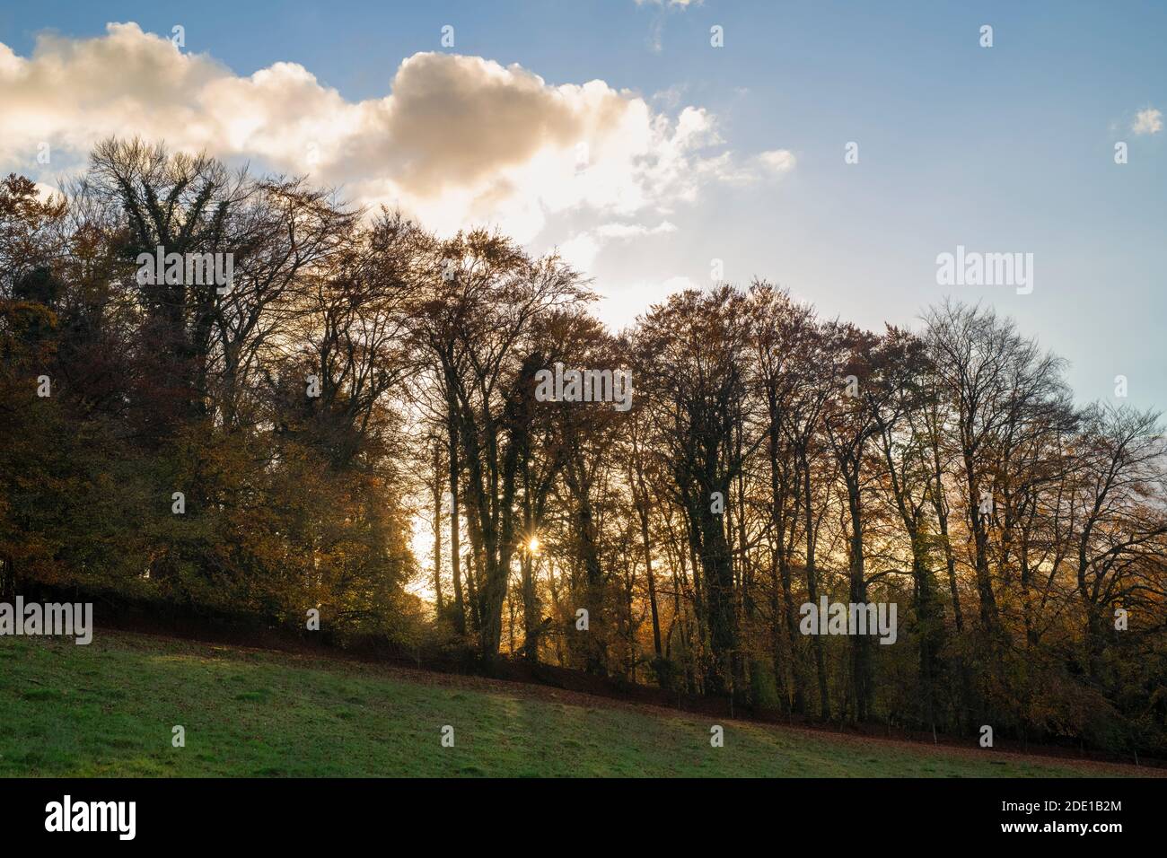 Late afternoon autumn sunlight on the chiltern way silhouetting trees.  Fingest, Buckinghamshire, England Stock Photo