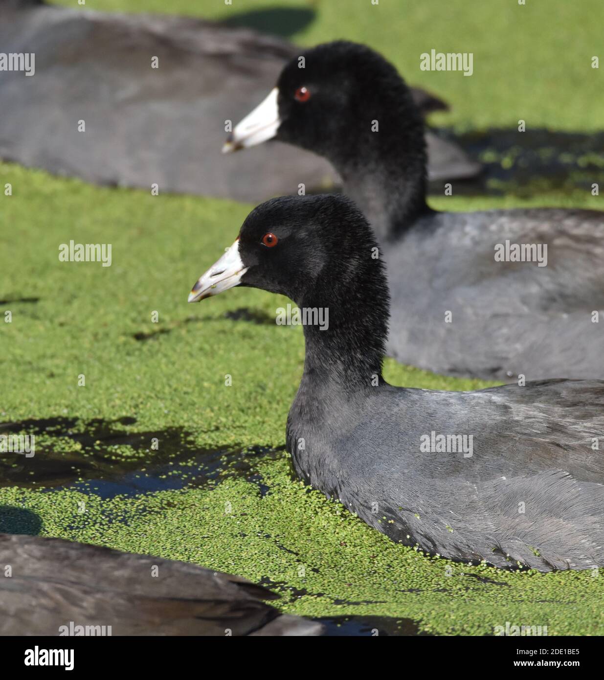 A pair of American coots (Fulica americana) swimming through duckweed  on the surface of Pinto Lake in California Stock Photo