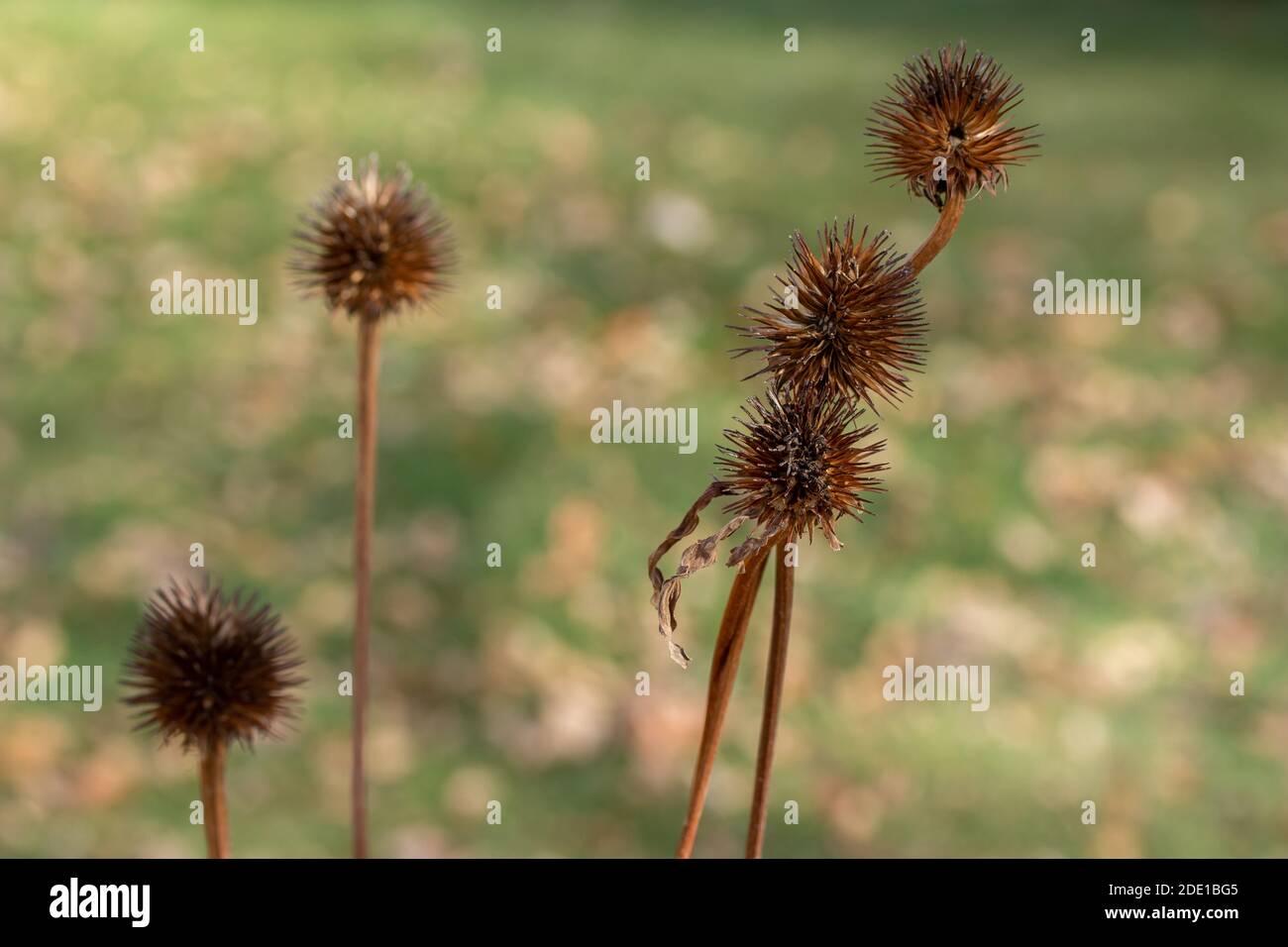 Macro view of dry purple coneflower (echinacea purpurea) wildflower