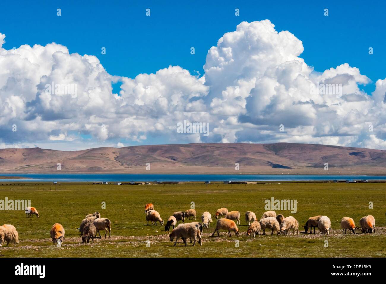 Sheep grazing by Namtso (Lake Nam), Tibet, China Stock Photo
