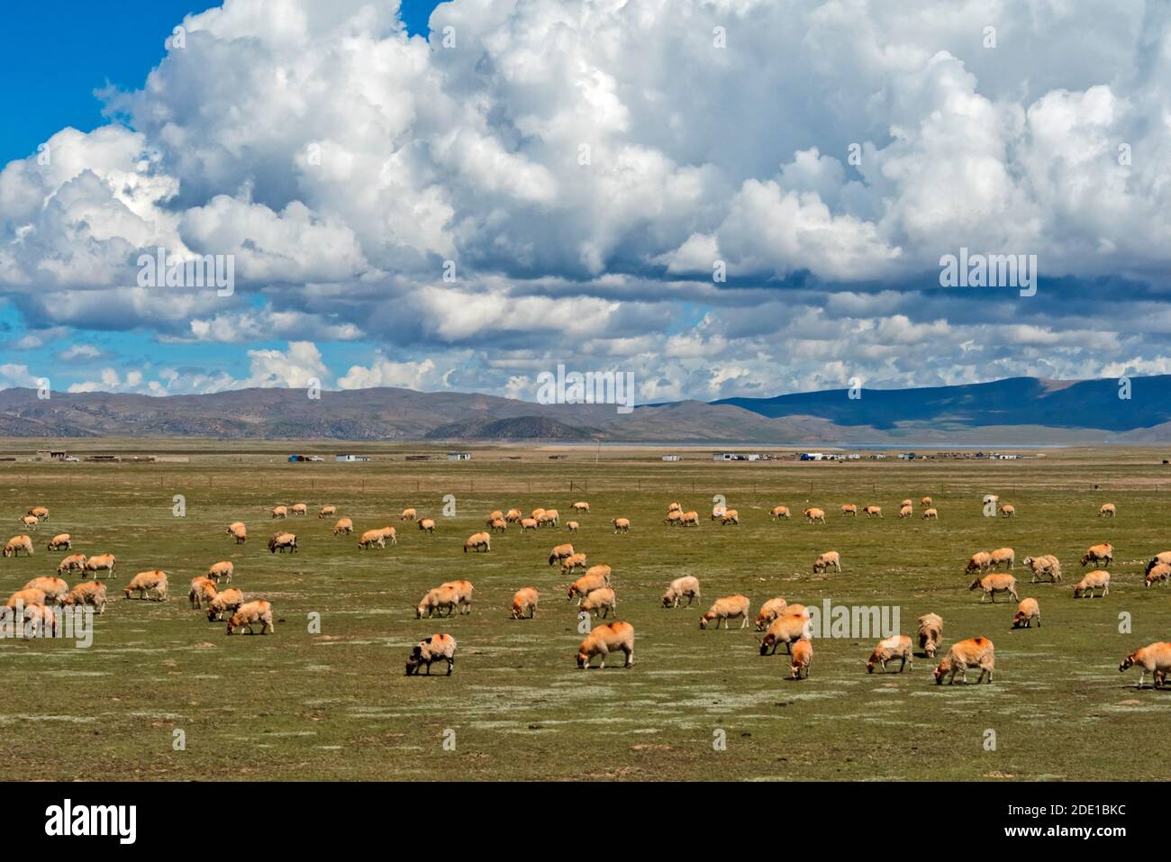 Sheep on Tibetan Plateau, Namtso (Lake Nam), Tibet, China Stock Photo