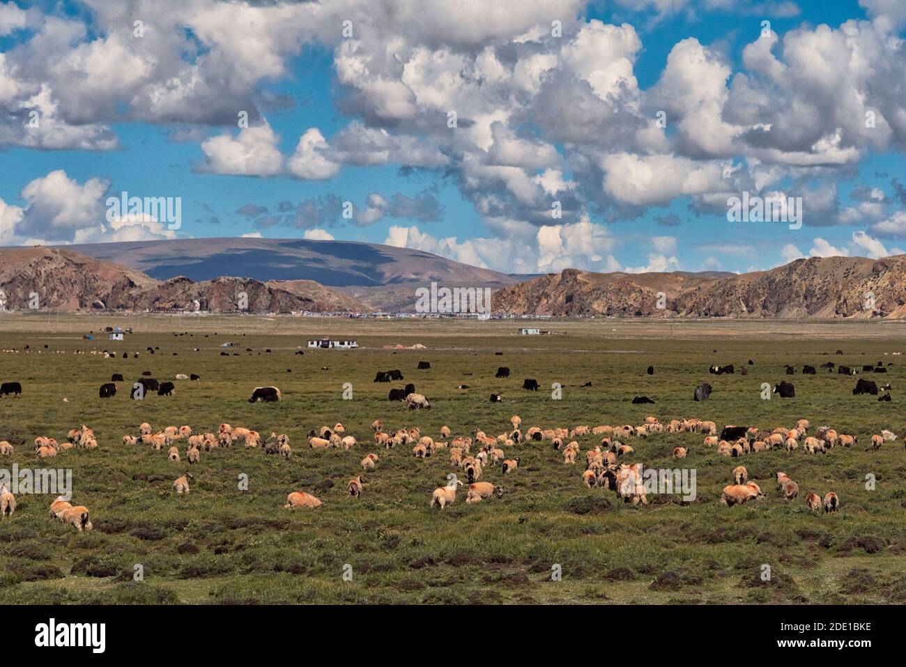 Sheep and yaks on Tibetan Plateau, Namtso (Lake Nam), Tibet, China Stock Photo