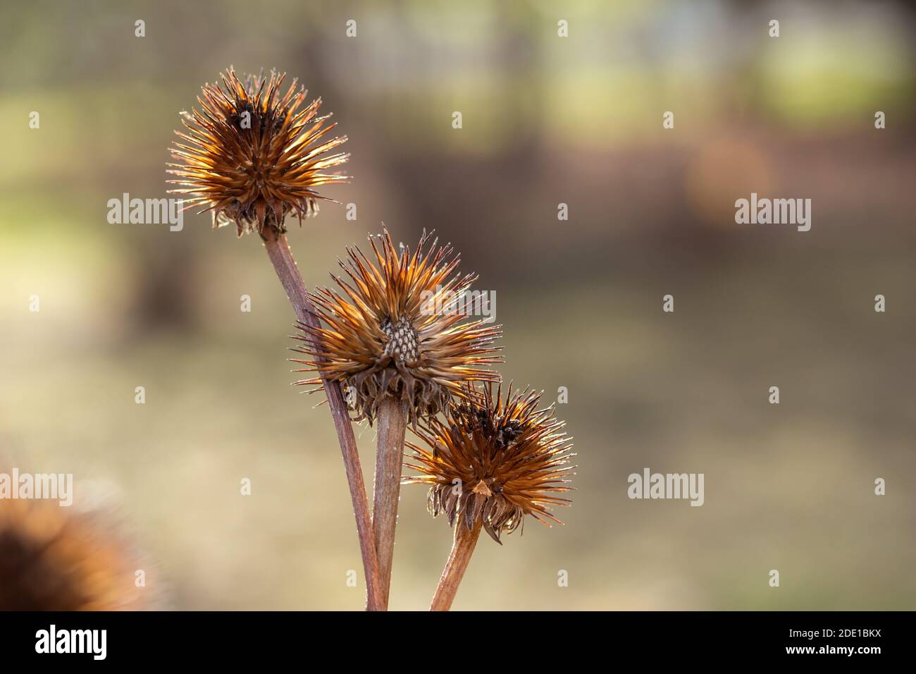 Echinacea seed hi-res stock photography and images - Alamy