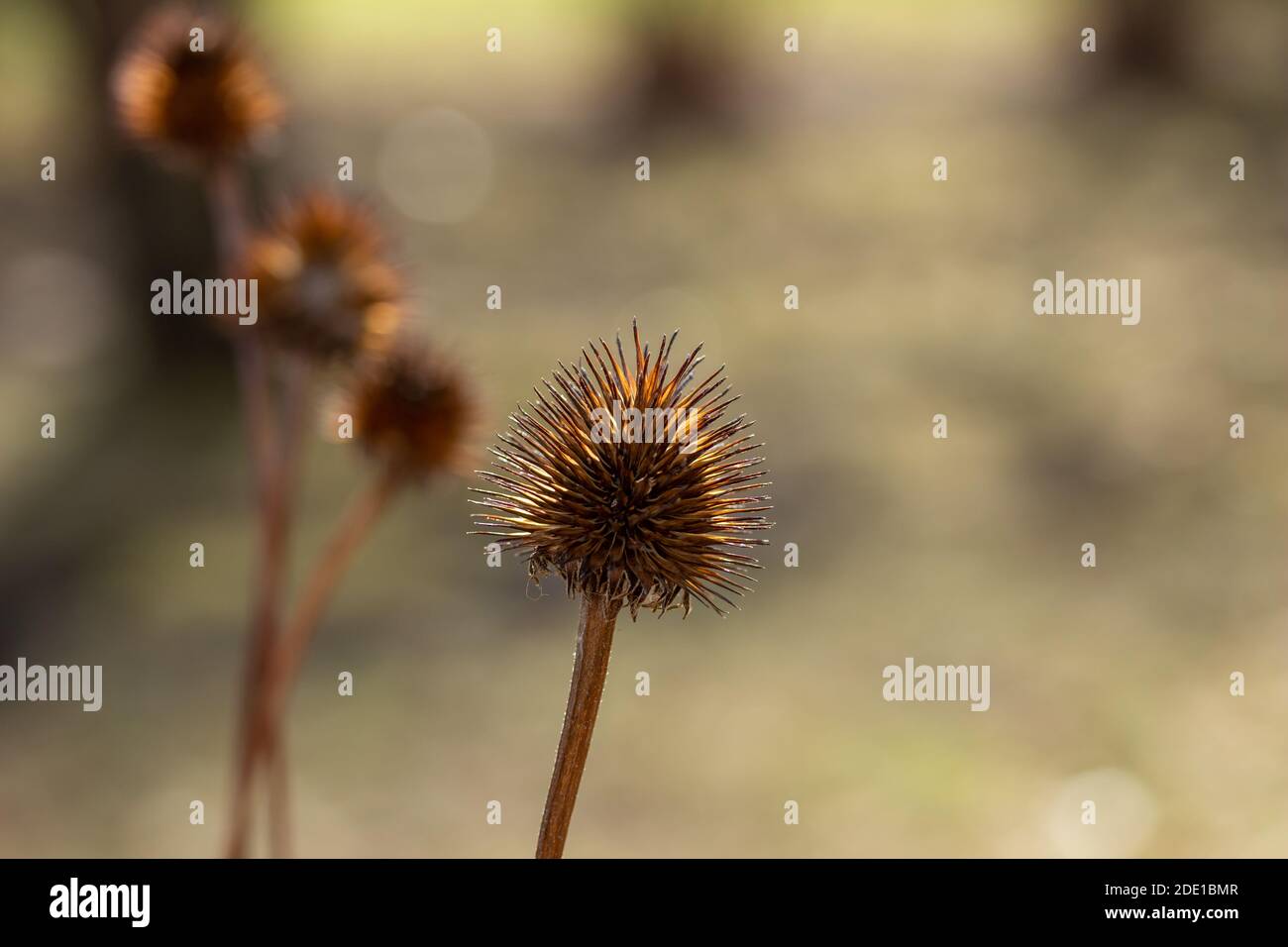 Macro view of dry purple coneflower (echinacea purpurea) wildflower