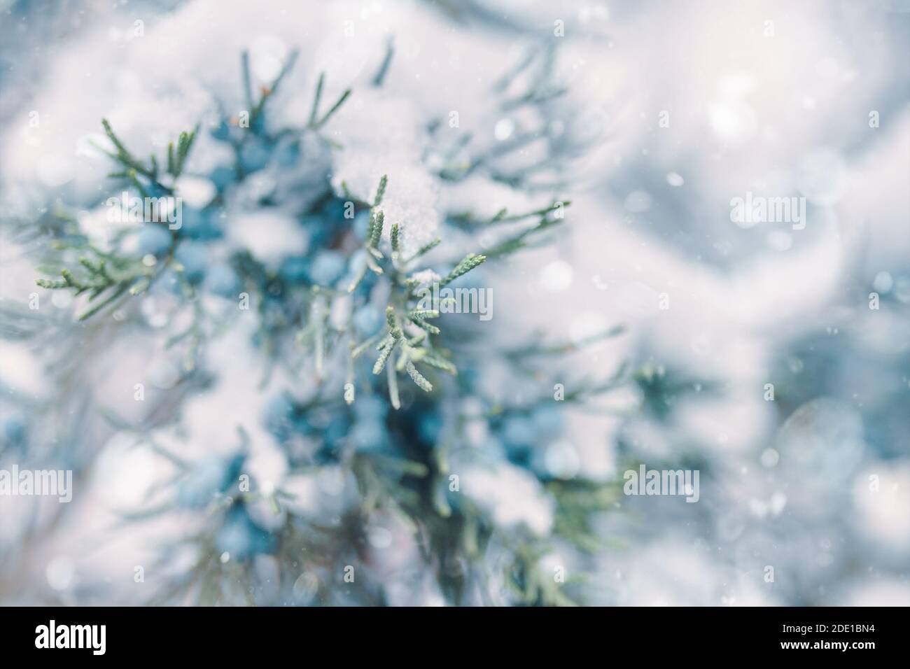Pine branches and berries in snow. Blue juniper berries. The coniferous bush is covered with frost. Christmas tree in winter weather. Concept of New Year. Close-up. Stock Photo
