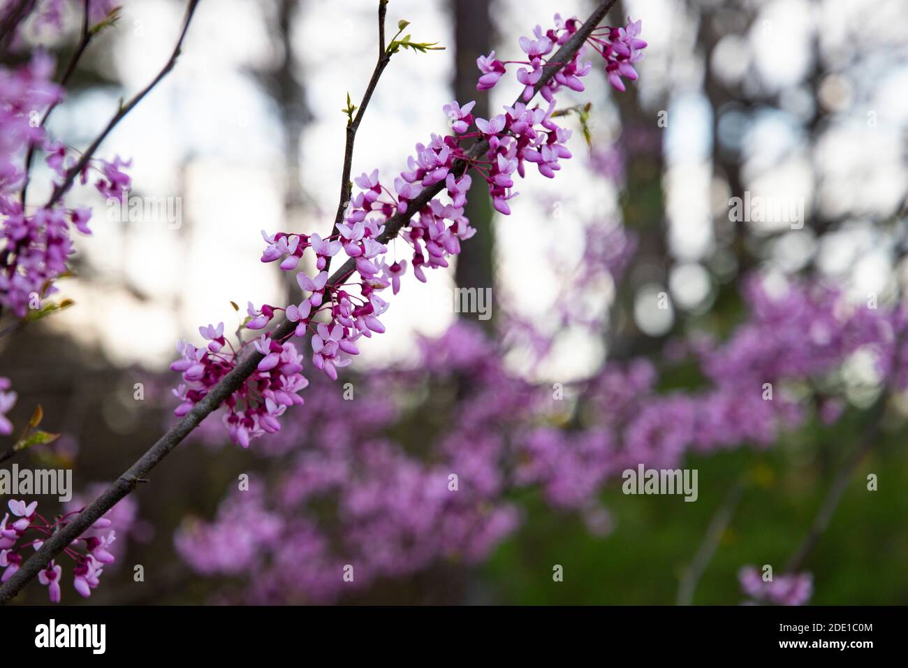 Rose Bud, AR. A walk through the countryside yields tranquility