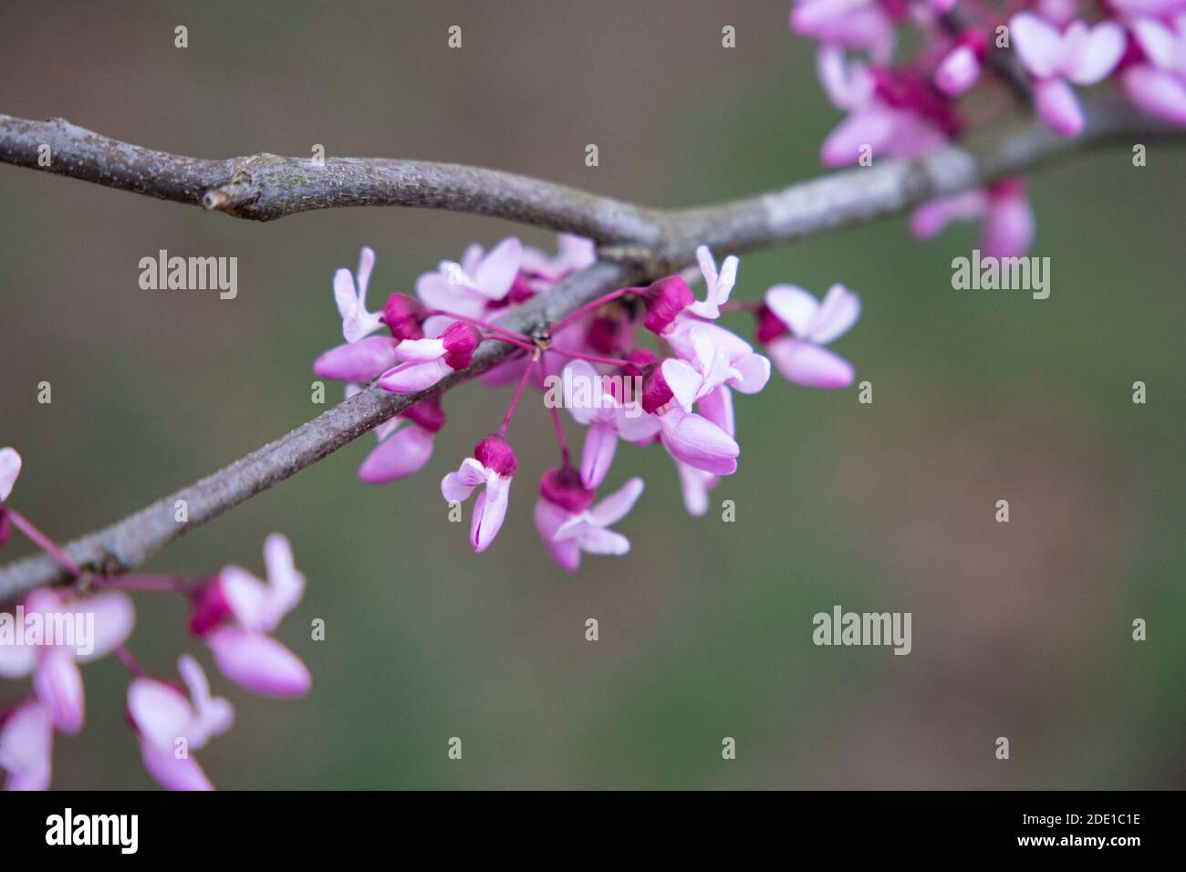 Rose Bud, AR. A walk through the countryside yields tranquility