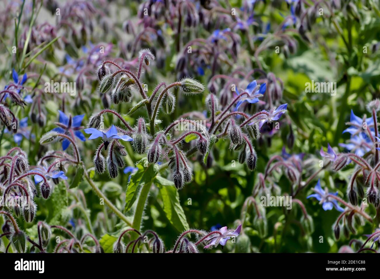Flowers and buds of Starflower, Borage or Bee bread, Borago officinalis, in summer, Bavaria, Germany Stock Photo