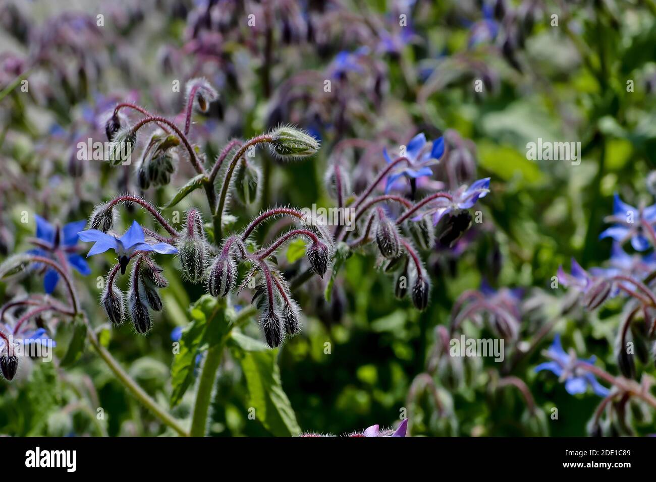 Flowers and buds of Starflower, Borage or Bee bread, Borago officinalis, in summer, Bavaria, Germany Stock Photo