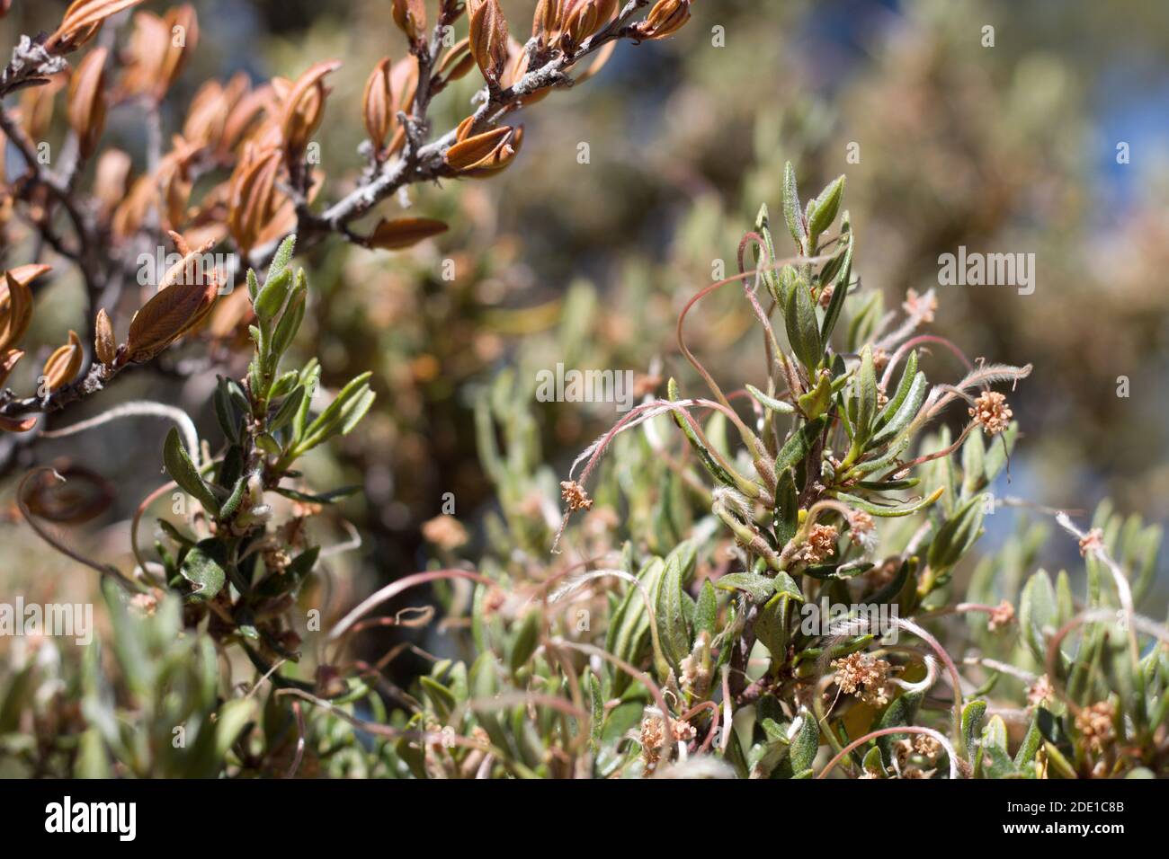 Mountain mahogany hires stock photography and images Alamy