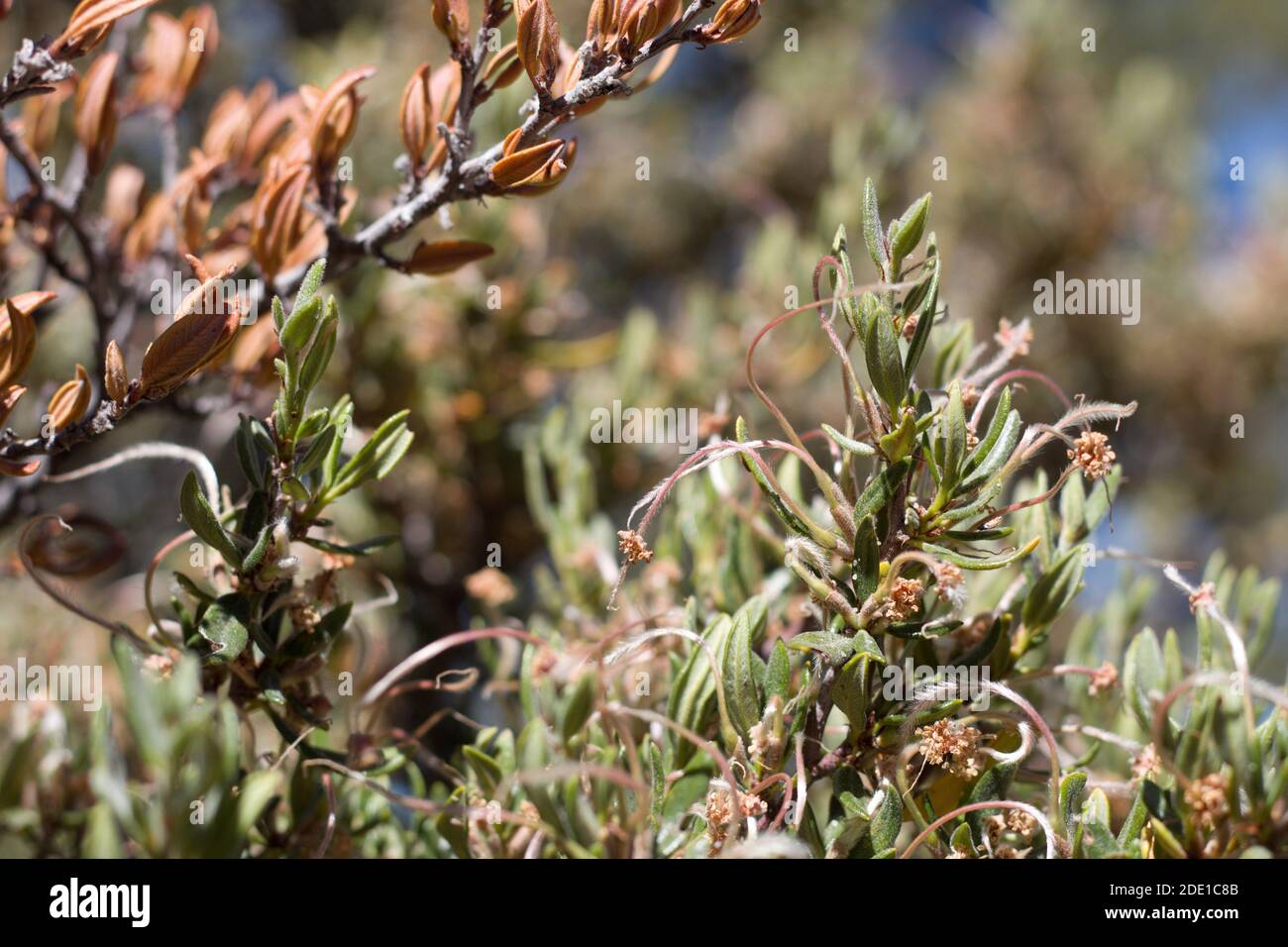 White red achene fruit, Curl Leaf Mountain Mahogany, Cercocarpus Ledifolius, Rosaceae, native arborescent shrub, San Bernardino Mountains, Summer. Stock Photo