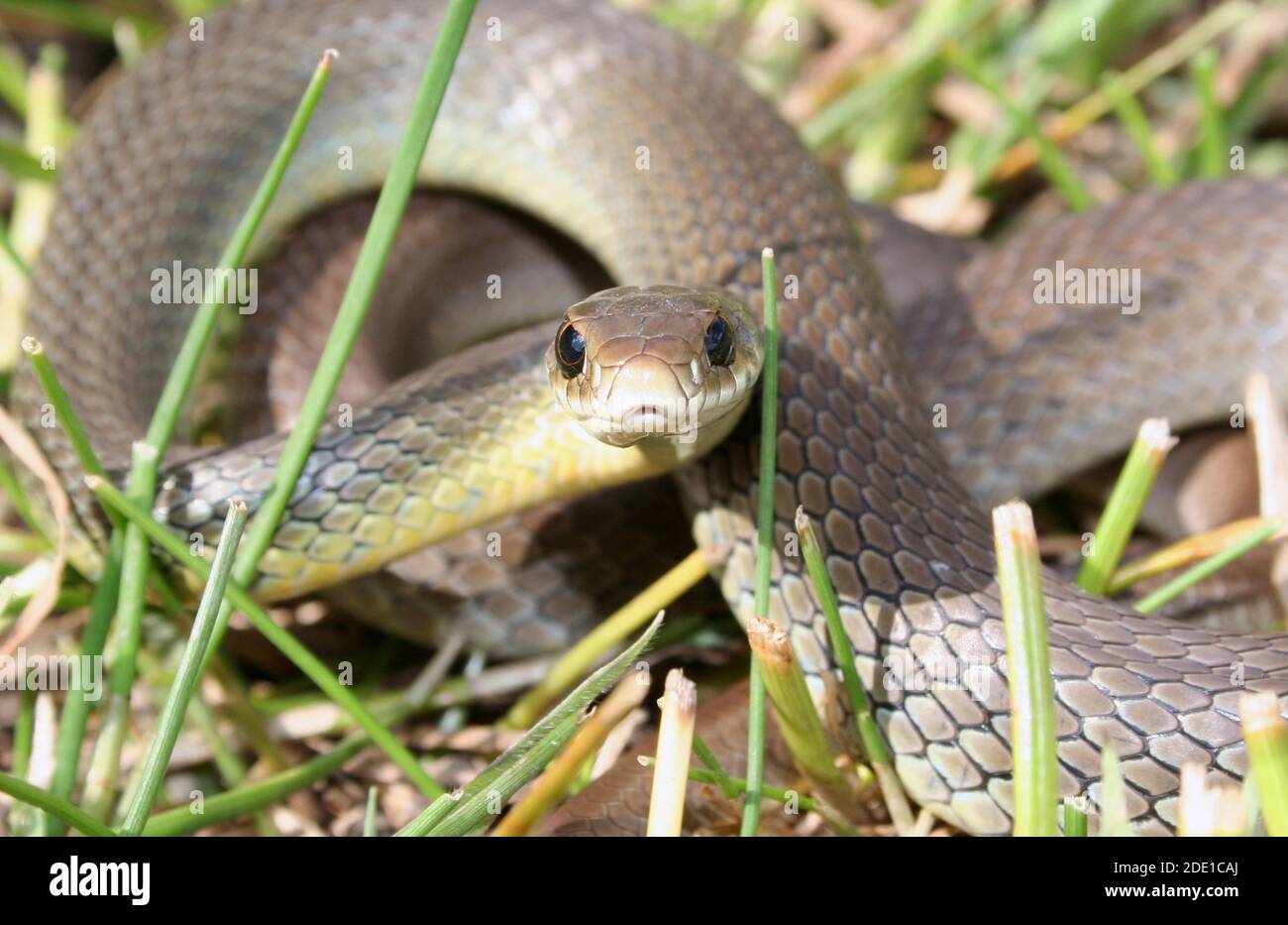 Western Yellow-belled Racer Snake (Coluber constrictor mormon Stock ...