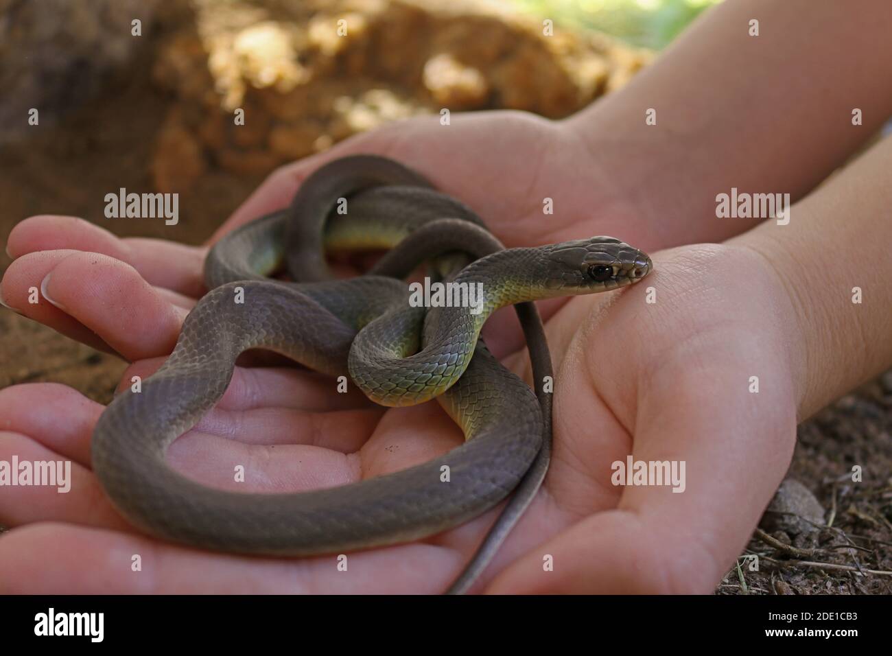 Western Yellow-bellied Racer Snake (Coluber constrictor mormon) in girl's hands Stock Photo