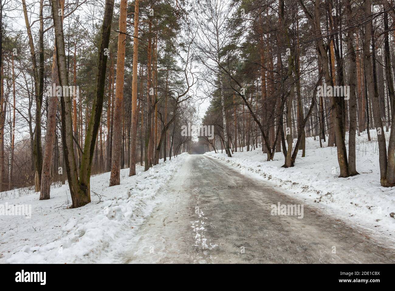 Forest in early spring. March. The road in the forest. Spring thaw. Stock Photo