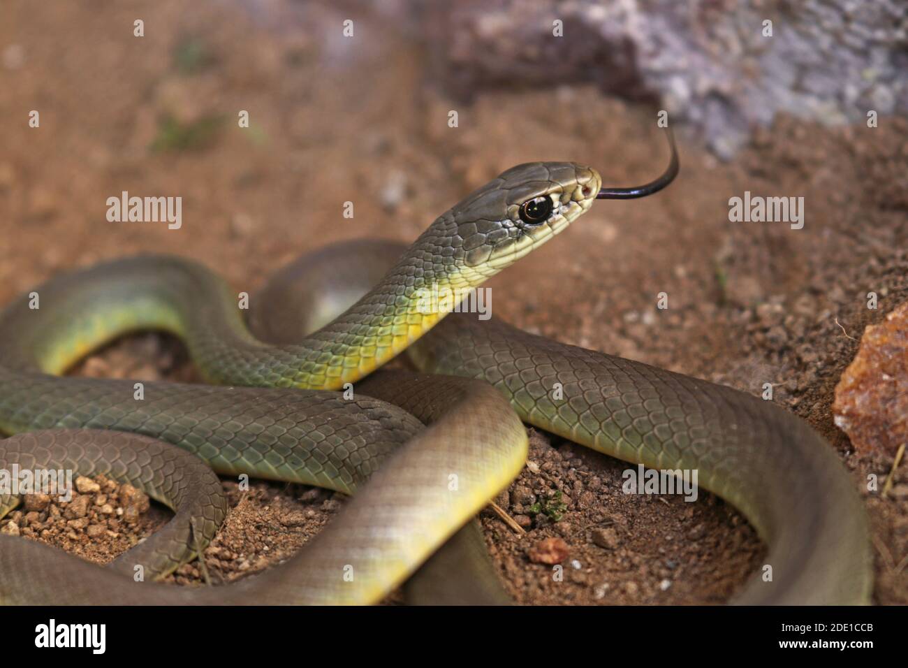 Western Yellow-belled Racer Snake (Coluber constrictor mormon) Stock Photo
