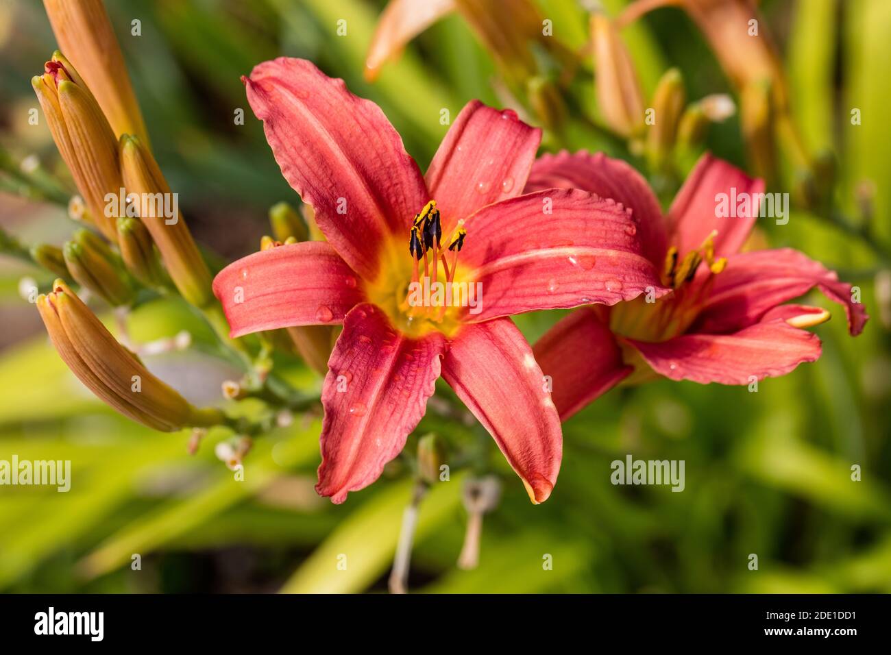 'Pink Damask' Daylily, Daglilja (Hemerocallis Stock Photo Alamy