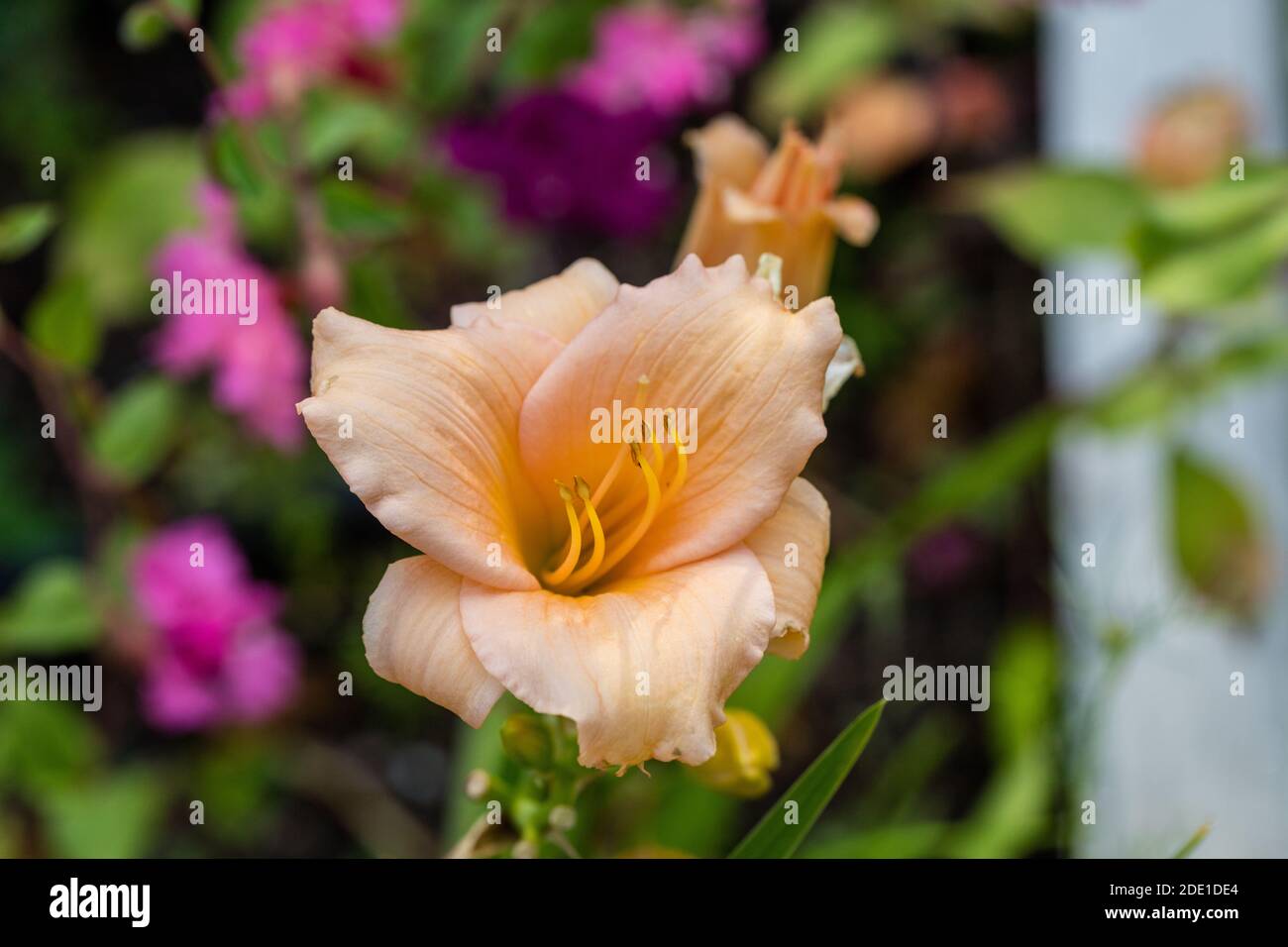 'Mini Pearl' Daylily, Daglilja (Hemerocallis) Stock Photo