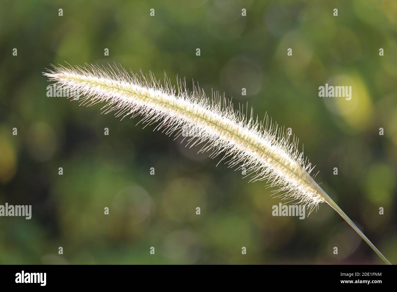 Grass flowers stand against the wind and sunlight Stock Photo