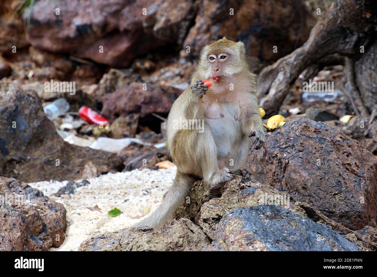 Monkeys eat food next to the waste pile. Stock Photo