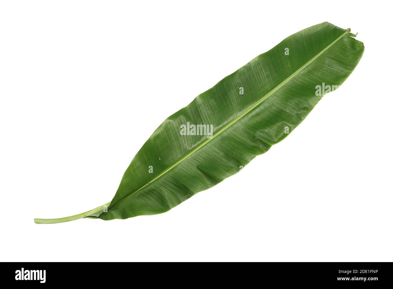 Banana leaves can be used to wrap desserts or savory dishes. On a white background Stock Photo