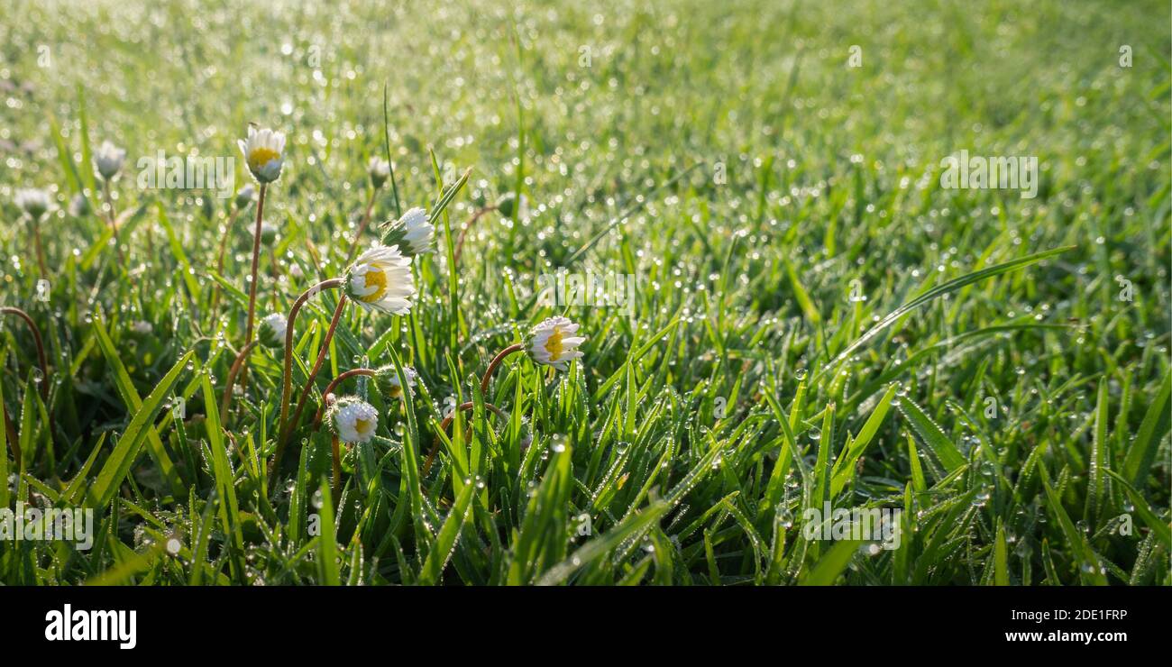 Wild white flowers among green grass with drops of water dew glittering in the morning sun light Stock Photo