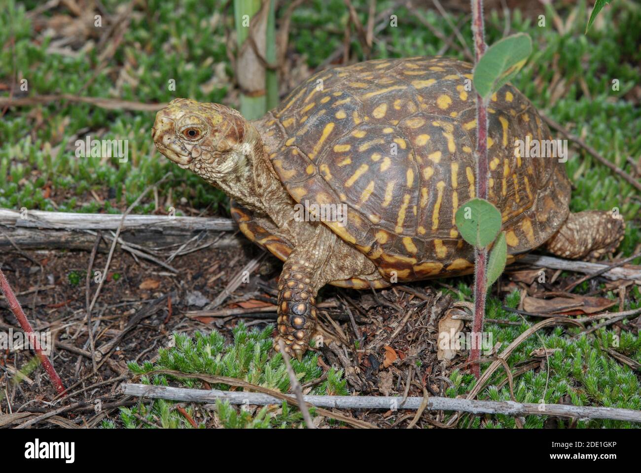 A few species hi-res stock photography and images - Alamy