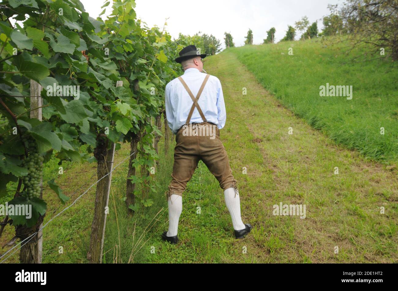 tribe pissing Man in traditional leather pants peeing in a vineyard Stock Photo - Alamy