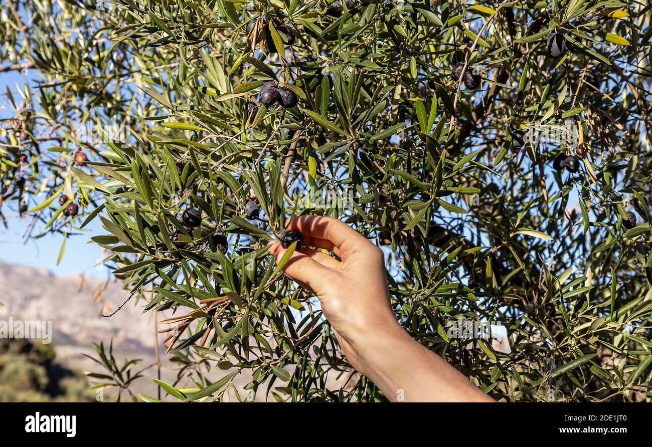 Hand holding olive branch hi-res stock photography and images - Alamy