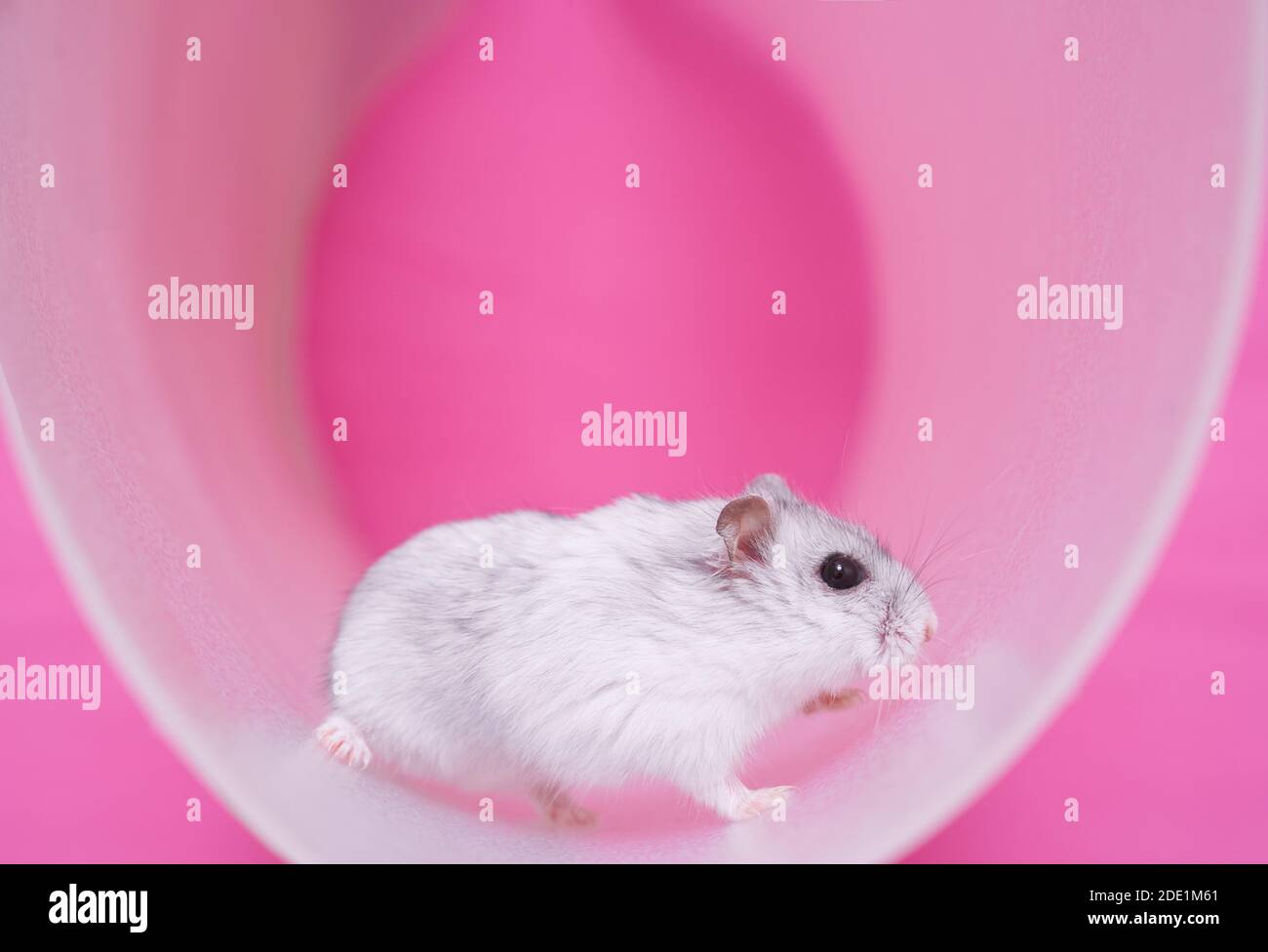 Dzungarian hamster in a wheel on a pink background. High quality photo Stock Photo