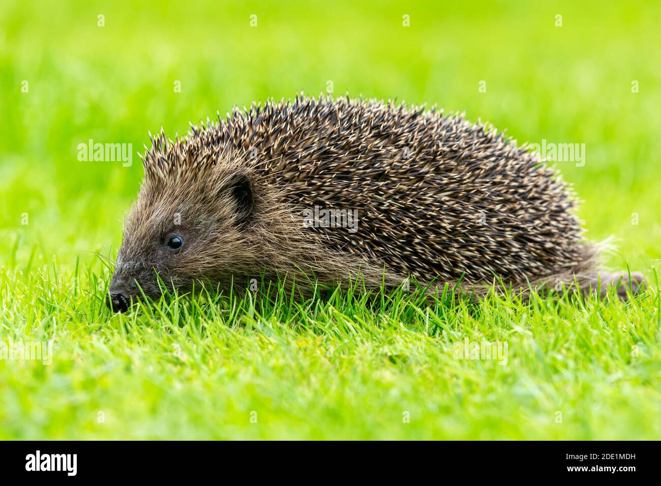 Hedgehog, Scientific name, Erinaceus Europaeus. Wild, native,European hedgehog in natural garden habitat, walking across a green grass lawn. Landscape Stock Photo