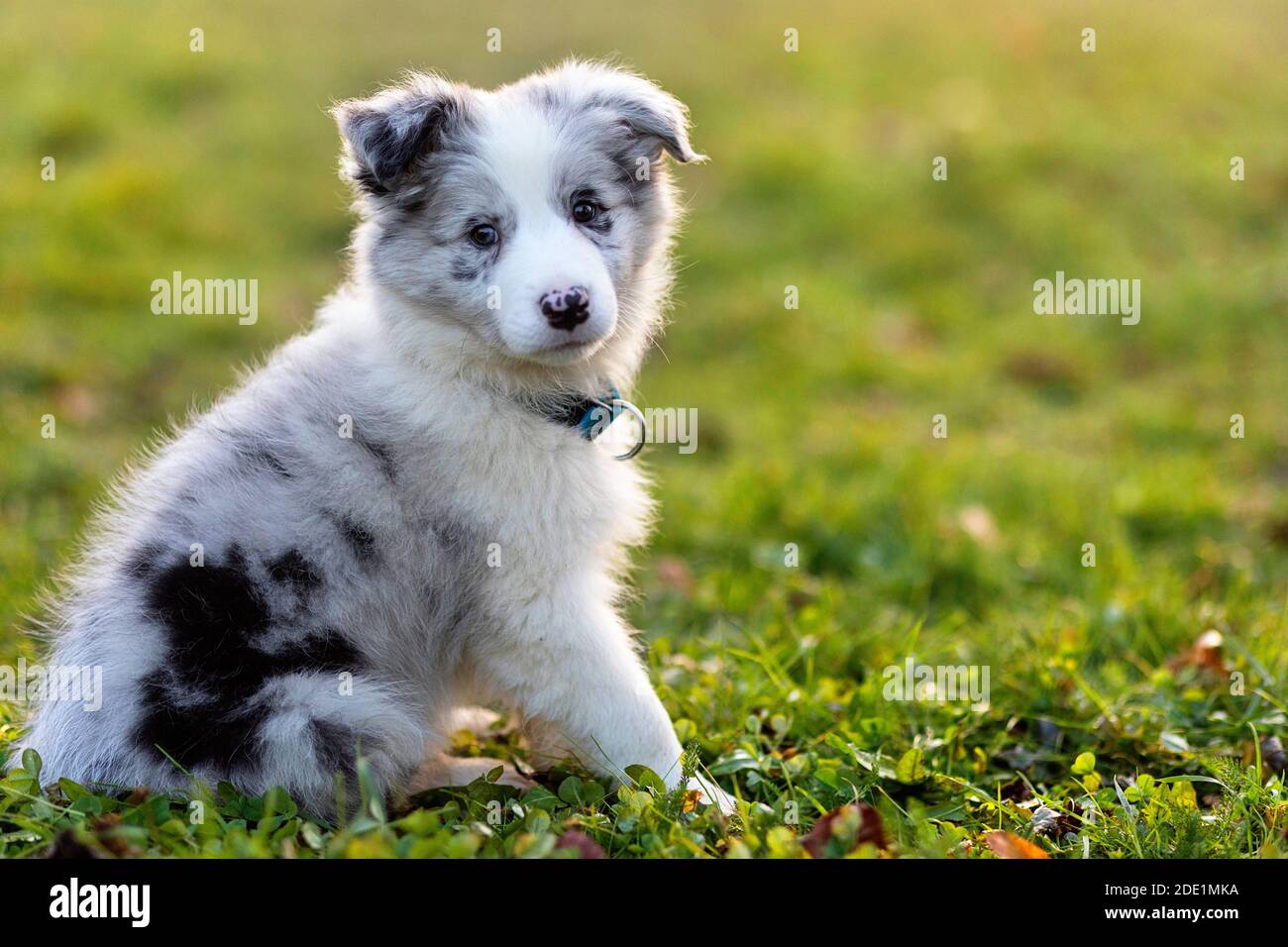 Blue merle border collie puppy sitting on the grass Stock Photo - Alamy