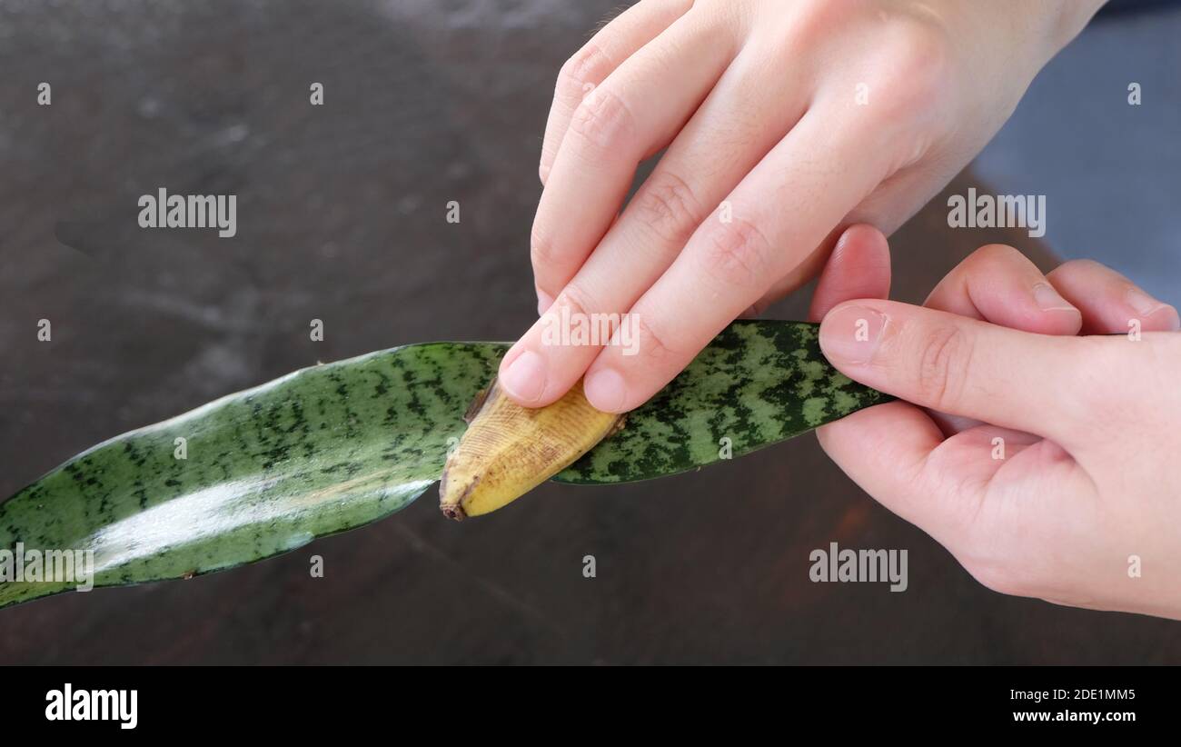 A hand polishing a leaf of the snake plant, with the peel of banana skin, to keep it shiny. Stock Photo